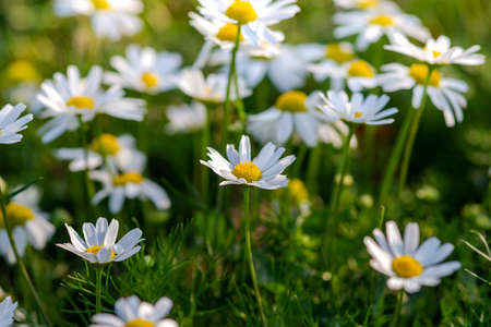 closeup of daisies in a meadowの写真素材