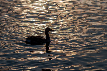 a greylag goose on the water in the back light of the sunsetの写真素材