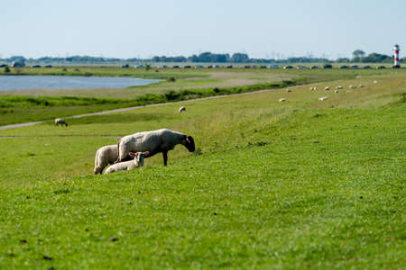 a sunny summer day at the green dike in GlÃ¼ckstadt with three sheep in the foregroundの写真素材