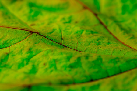 close up of green leaf texture background, selective focus and shallow depth of fieldの写真素材