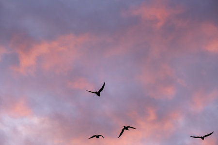 Group of seagulls flying in the sky at sunset.の写真素材