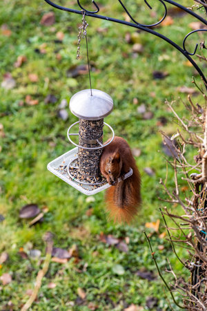 a red squirrel on a hanging bird feederの写真素材