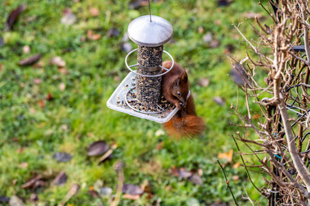 a red squirrel on a hanging bird feederの写真素材