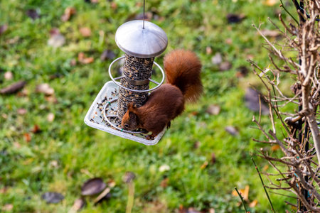 a red squirrel on a hanging bird feederの写真素材