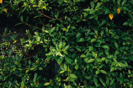 Background of natural green leaf garden in summer