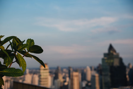 Green plant leaves in the rooftop garden of a building at sunset, with the cityscape in the...
