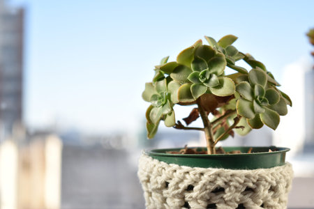 some macro views of my flowerpot