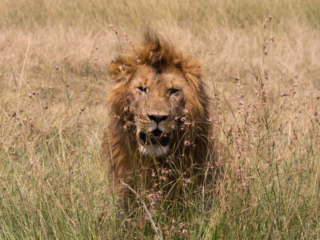 Lion in the savannah in Kenyaの写真素材
