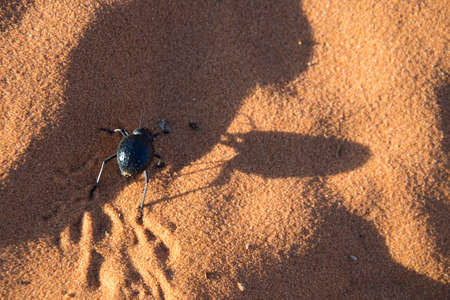 Beetle and its shadow in the sand of Sahara at sunsetの写真素材