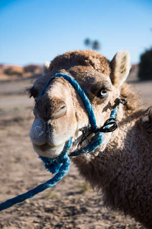 Brown dromedary resting from carrying people in Moroccoの写真素材