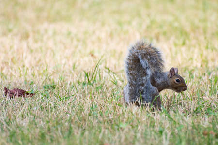 Squirrel in the grass of Valentino Park in Turinの写真素材