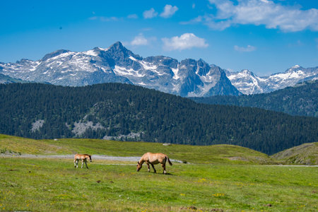 Horses and their colts grazing in a mountain fieldの写真素材