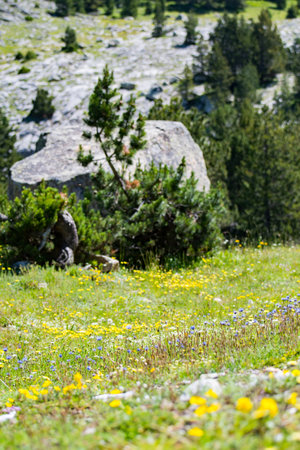 Colored and beautiful flower field in the Pyrenees mountainsの写真素材