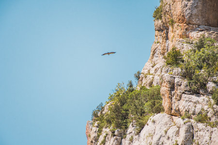 Wild eagle in Mont-rebei Canyon in Catalonia on a sunny summer morningの写真素材