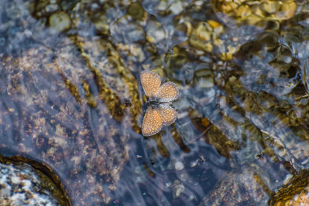 Butterfly floating in a crystal water river in the Pyreneesの写真素材