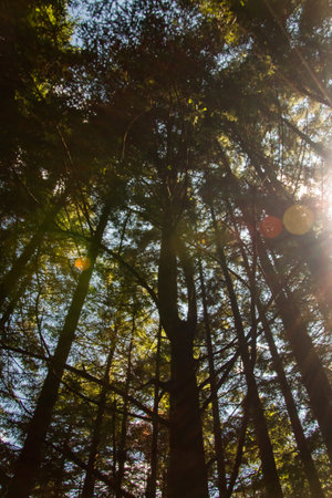 High pine trees seen from below with the sun coming inの写真素材