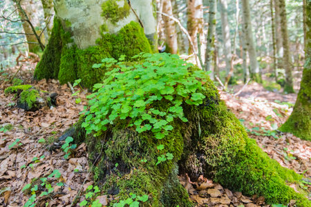 Cut trunk full of clover in the middle of the forestの写真素材