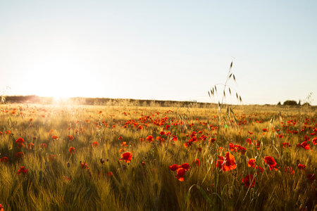 Sunset with a field of red poppies.