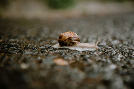 Snail photography at ground level.の写真素材