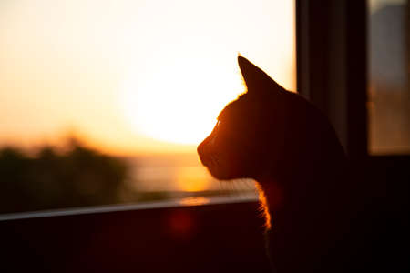 Cat looking out the window on a sunset.の写真素材