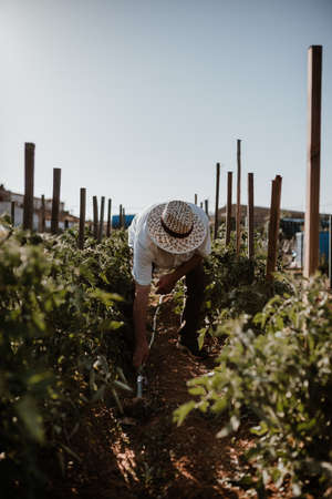 Photo session of a farmer growing organic food in her garden.の写真素材