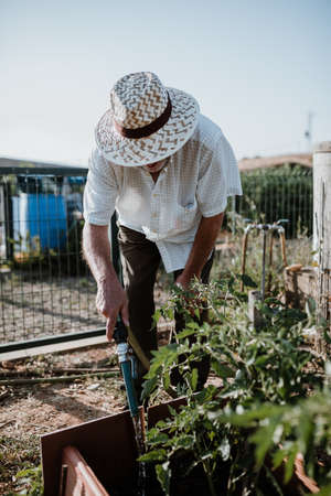 Photo session of a farmer growing organic food in her garden.の写真素材
