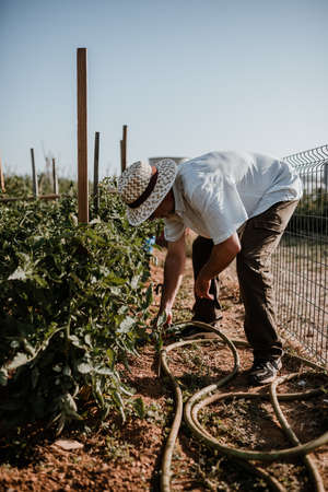 Photo session of a farmer growing organic food in her garden.の写真素材