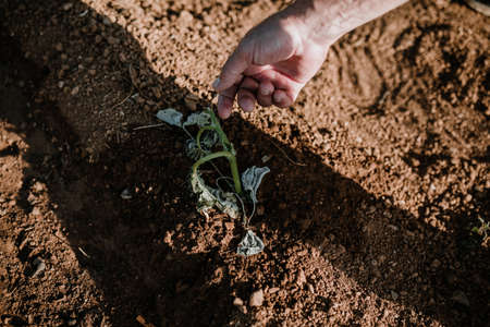 Photo session of a farmer growing organic food in her garden.の写真素材
