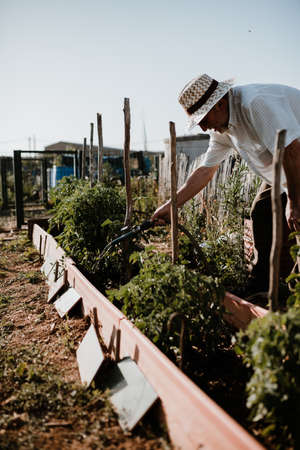 Photo session of a farmer growing organic food in her garden.の写真素材