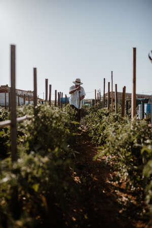 Photo session of a farmer growing organic food in her garden.の写真素材