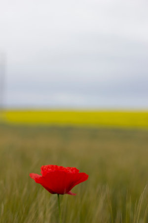 Poppy field in spring. Selective focus. Floral nature concept. Verticalの写真素材