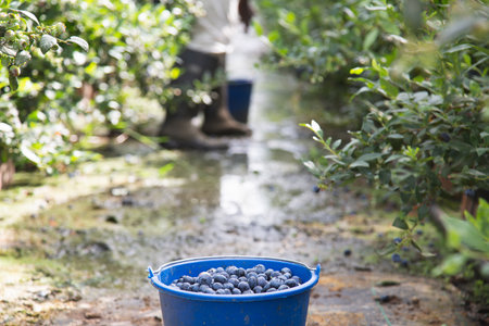 Harvesting blueberries in the field. Blue bucket full of blueberries in nature near blueberries bushes.Natural organic foodの写真素材
