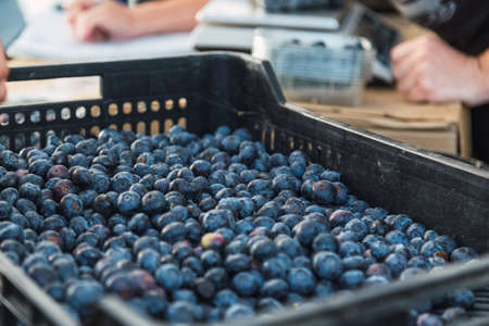 Blueberries in clear plastic tray. Freshly harvested blueberries on the farmyard, food concept.の写真素材