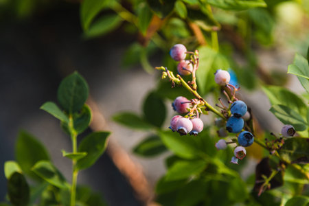 Blueberries - delicious, healthy berry fruit. Vaccinium corymbosum, high huckleberry. Blue ripe...