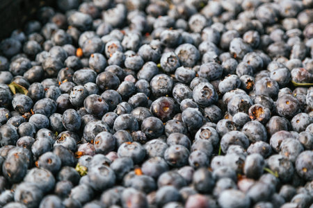Blueberries in clear plastic tray. Freshly harvested blueberries on the farmyard, food concept.