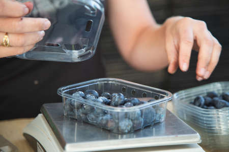 Woman picking blueberries, close-up of hands and berries growing on the bushes, seasonal blueberry harvest.の写真素材