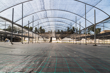Fruit greenhouses ready for planting and harvesting. raspberries and blueberries. Agriculture....