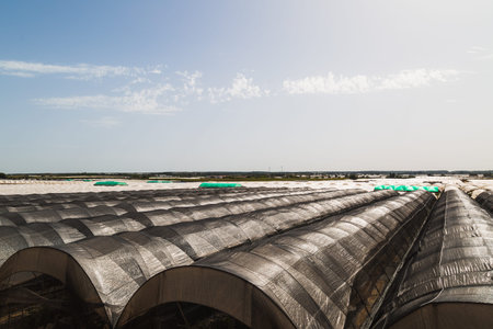 Fruit greenhouses ready for planting and harvesting. raspberries and blueberries. Agriculture....