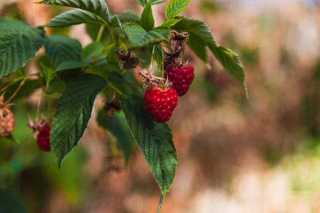 Strawberry and raspberry farm growing in greenhouses