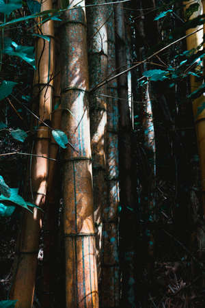 A close up shot from some Brazilian bambooの写真素材