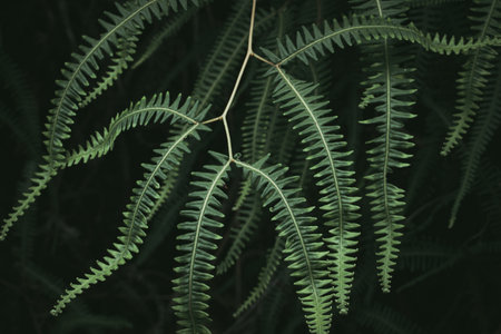 A close up shot from some beautiful plants in the Brazilian jungleの写真素材