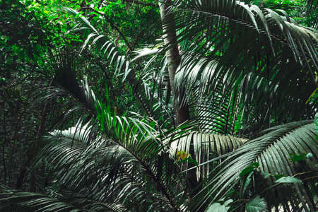 A lush green jungle in Brazil, Ilha Grandeの写真素材