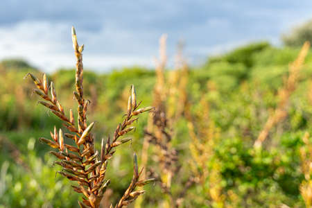 A close up and bokeh shot of some plants in the south brazilian dunesの写真素材