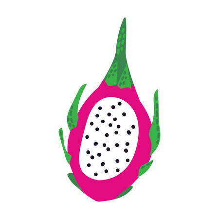 exotic dragon fruit. Tropical sliced pitaya. Vector illustration on isolated background.のイラスト素材