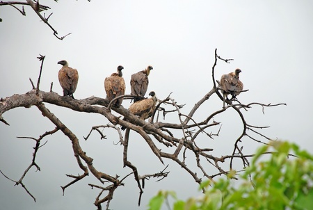 Vultures sitting on a dead tree looking for food; Chobe national park, Botswanaの写真素材