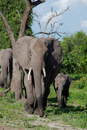 family of elephants in wild world(National park Chobe, Africa)