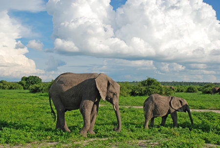 Mother and baby african elephants walking in savannah. Taken in Chobe National Park, Zimbabwe.