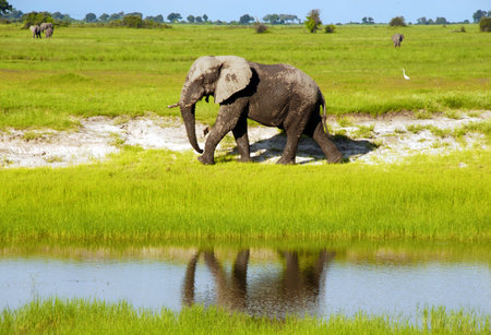 Dirty african elephant in wild grass savanna(National park Chobe, Botswana,South Africa)