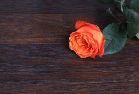 Rose on dark wood background with copy spaceの写真素材