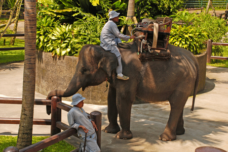 UBUD, BALI, INDONESIA - JANUARY 2,2011: Mahout and elephant at The Elephant Safari Park in Ubud, Bali, Indonesia. Elephant Safari Park is set in more than 2 hectares of exotic eco tourism landscaped botanical gardens, surrounded by national forest.のeditorial素材